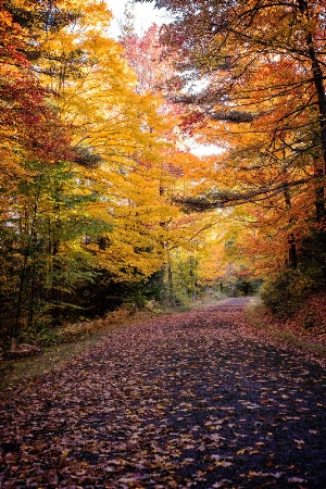 Old Road in Autumn