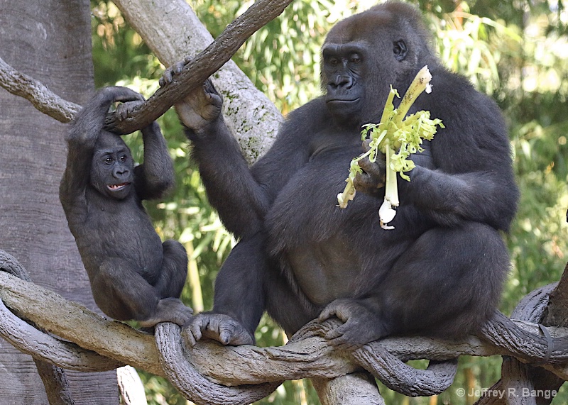 "Yuck!  Celery Again"