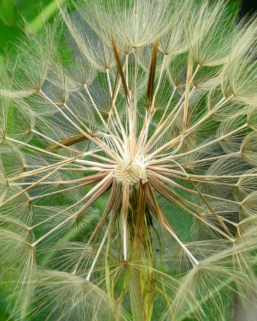 Salsify Central