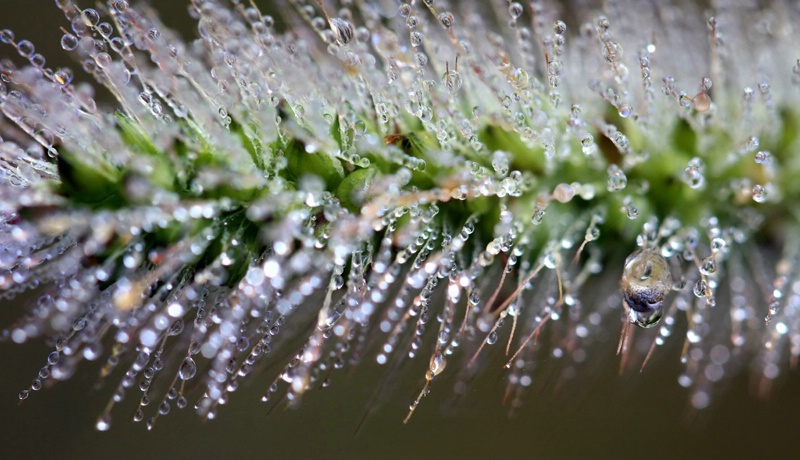 Dewdrops On Fuzz
