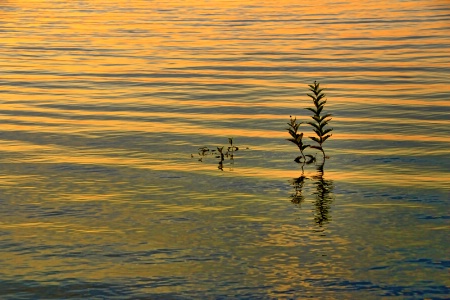 Morning Ripples