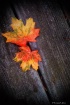 Fall Colors Splas...