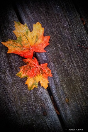 Fall Colors Splashed On the Deck