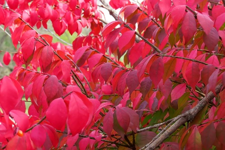 Pretty Red Leaves