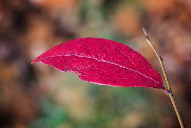 Colors of Autumn VI