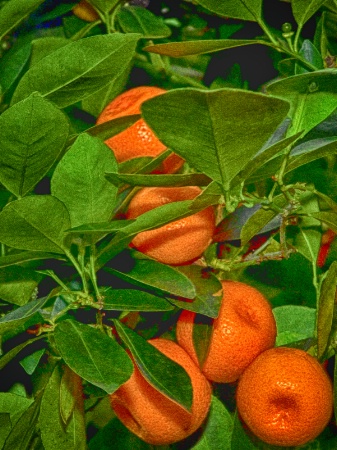 greenhouse oranges