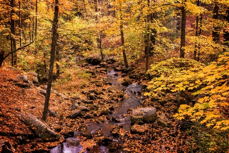 Middle Branch of the Swift River