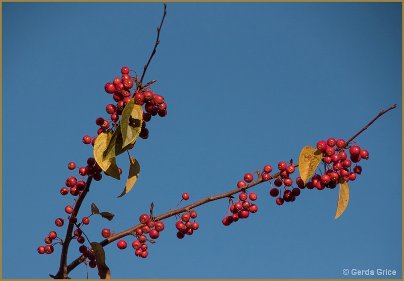 Autumn Berries and Golden Leaves