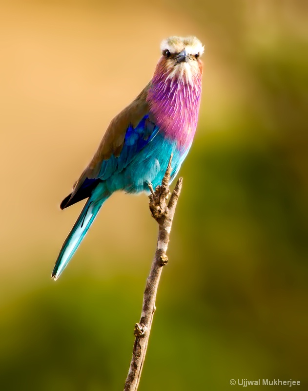 Lilac-breasted Roller