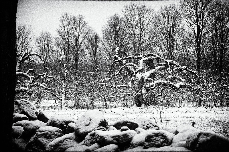 New England Orchard in Snow