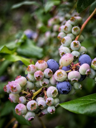 Mixed Berries