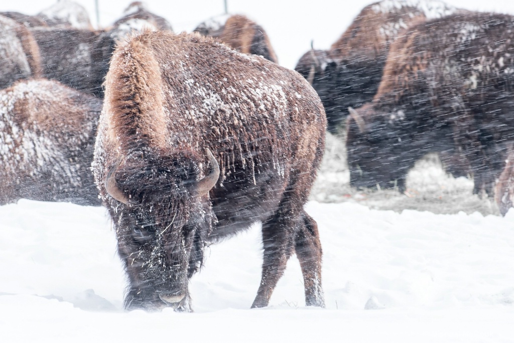 Buffalo in a snow storm