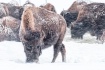 Buffalo in a snow...