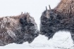 Kissing Buffalo&#...