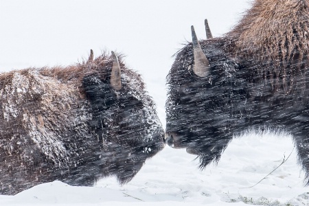 Kissing Buffalo's in a Snowstorm