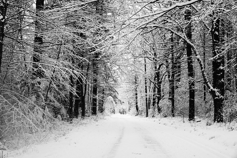The Road Through the Snowy Woods