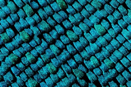 Butterfly Scales