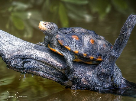 Sunbathing