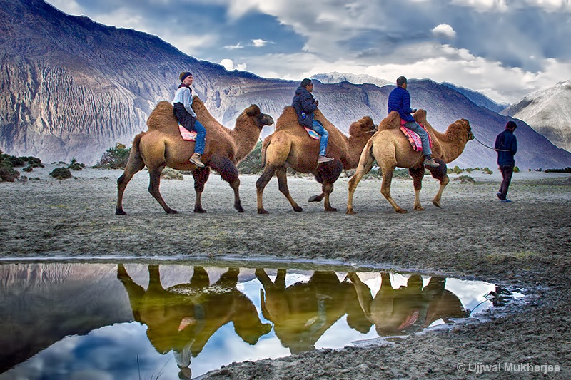 Camel Ride at Hunder
