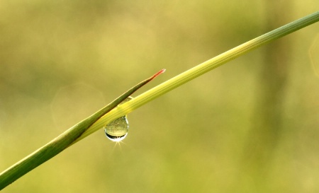 Drop On Grass 3