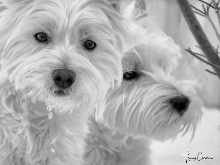 Westies