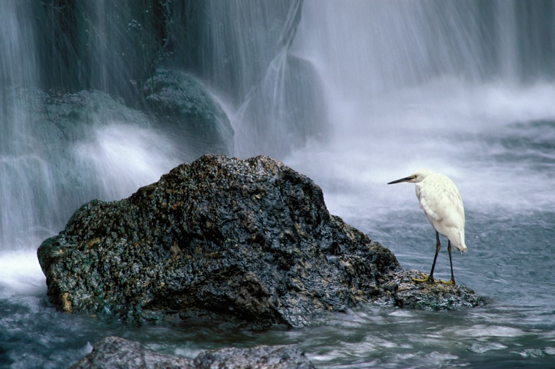 Snowy Egret and Falls