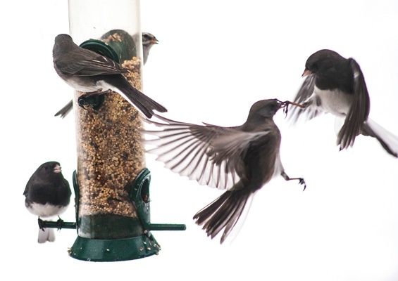 frenzy at the feeder