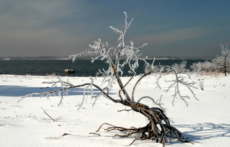 Icy Tree