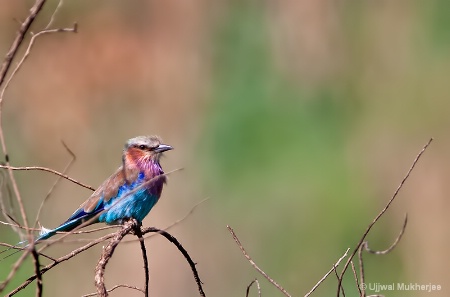 Lilac-breasted Roller