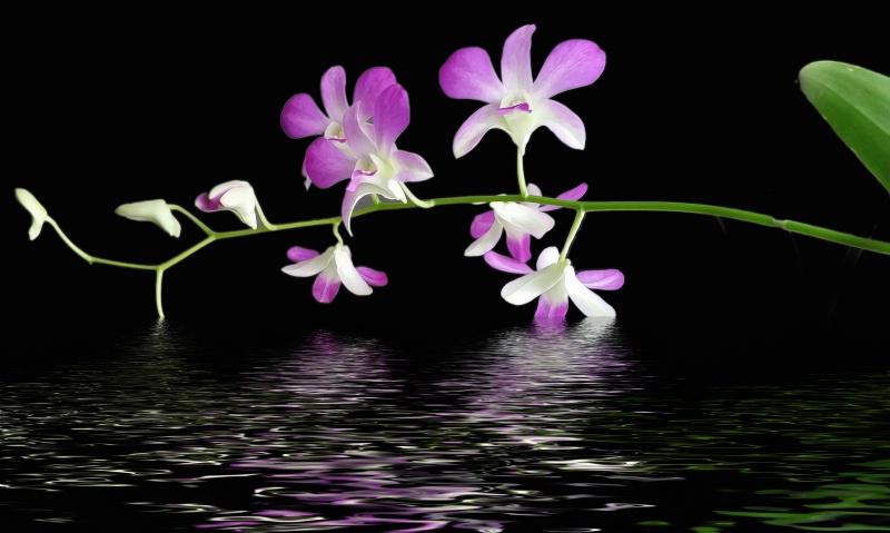 Flooded Orchid
