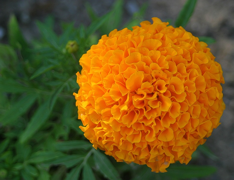 Orangey Flower