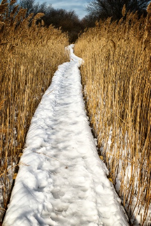 Path Through the Marsh