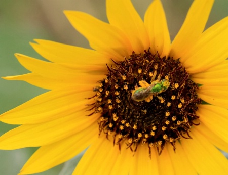 Green Bug On Sunflower