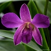 Orchid # 2