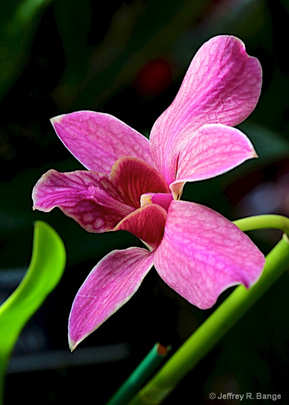 Orchid #4