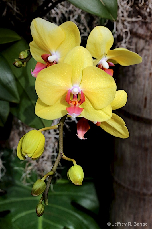 Orchid #6