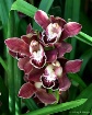 Orchid #7