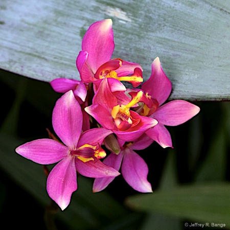 Orchid #8