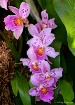 Orchid #9