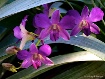 Orchid #11