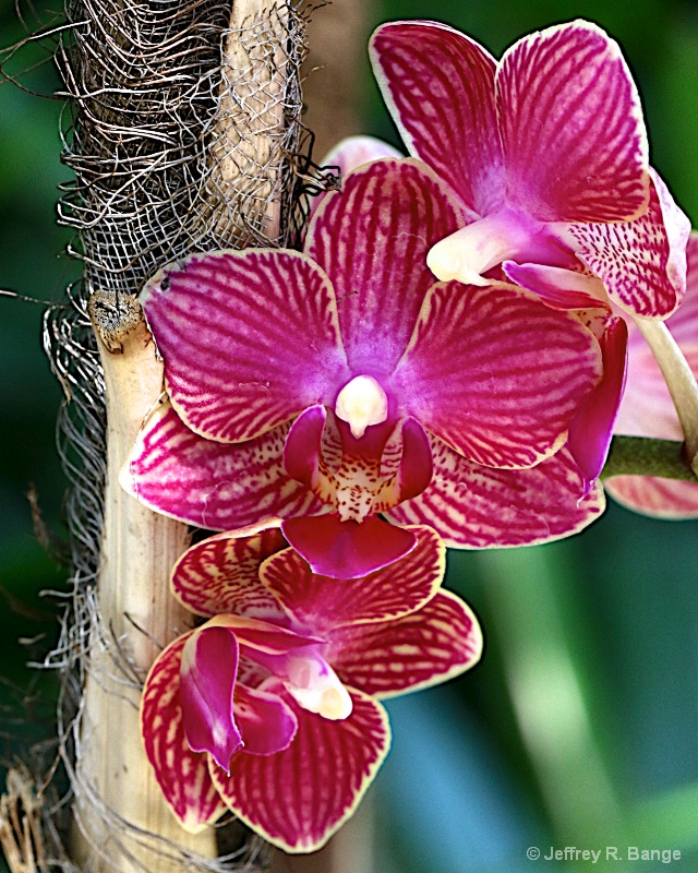 Orchid #16
