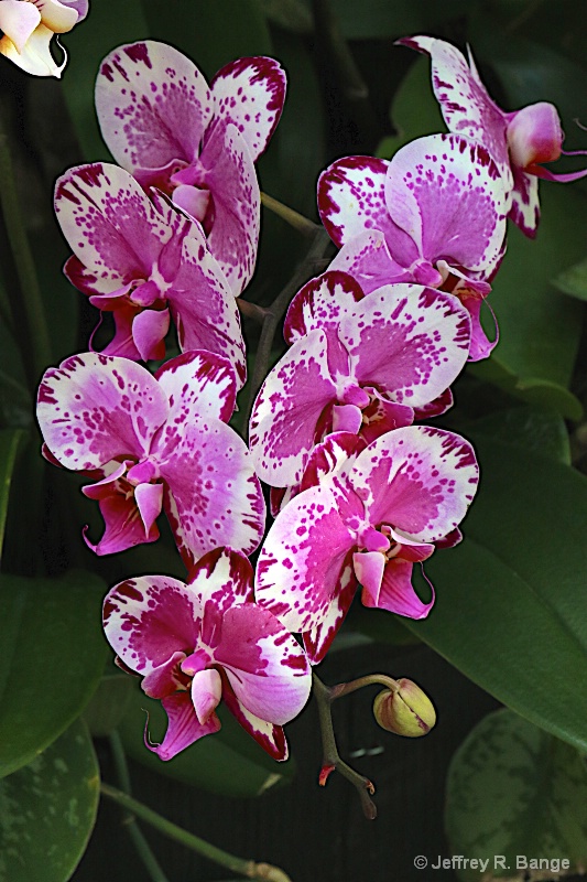 Orchid #17
