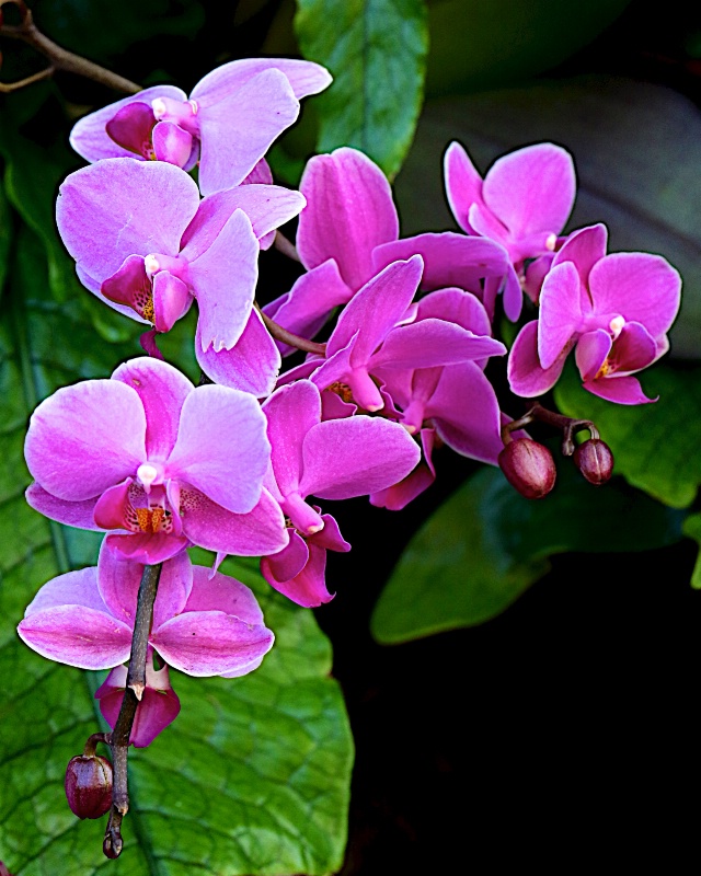 Orchid #18
