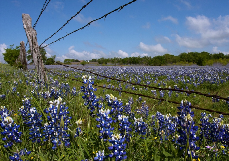 Bluebonnets and Barbed Wire