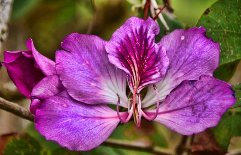 PURPLE  BEAUTY