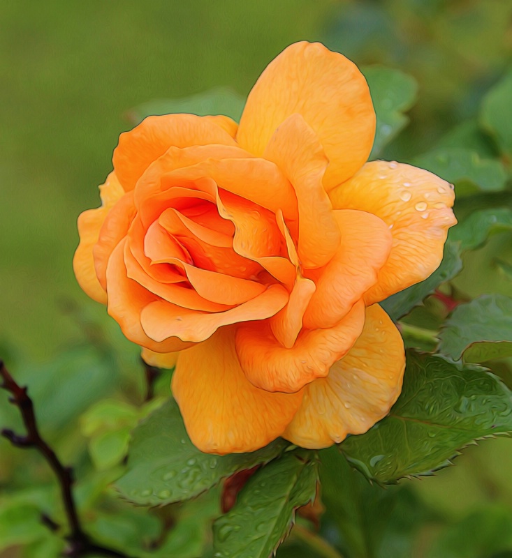 Another Orange Rose
