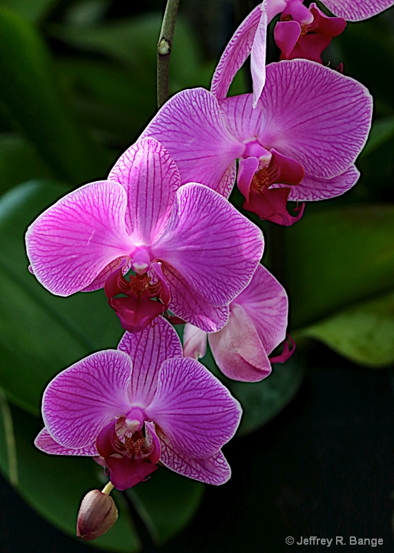 Orchid #19
