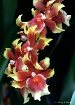 Orchid #20
