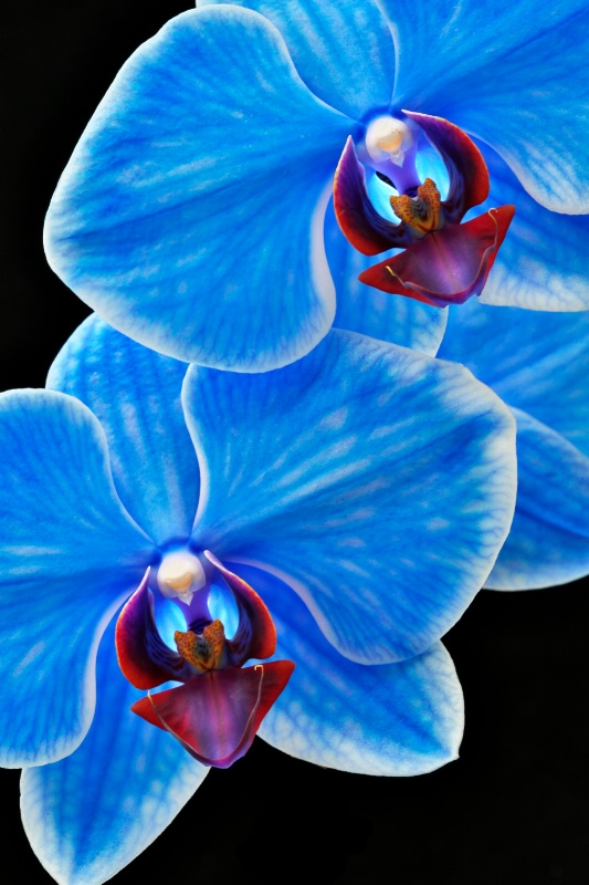 Blue Sapphire Orchid