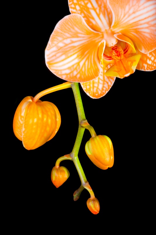 Orange Topaz Orchid